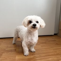13 year old maltese, Maxxie after her full grooming 13 year old maltese, Maxxie after her full grooming