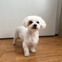 Photo of Pet Paradise LV