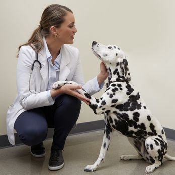 Vetco Total Care Animal Hospital - Veterinarians Near Me - Palm Beach Gardens, Florida Vetco Total Care Animal Hospital - Veterinarians Near Me - Palm Beach Gardens, Florida