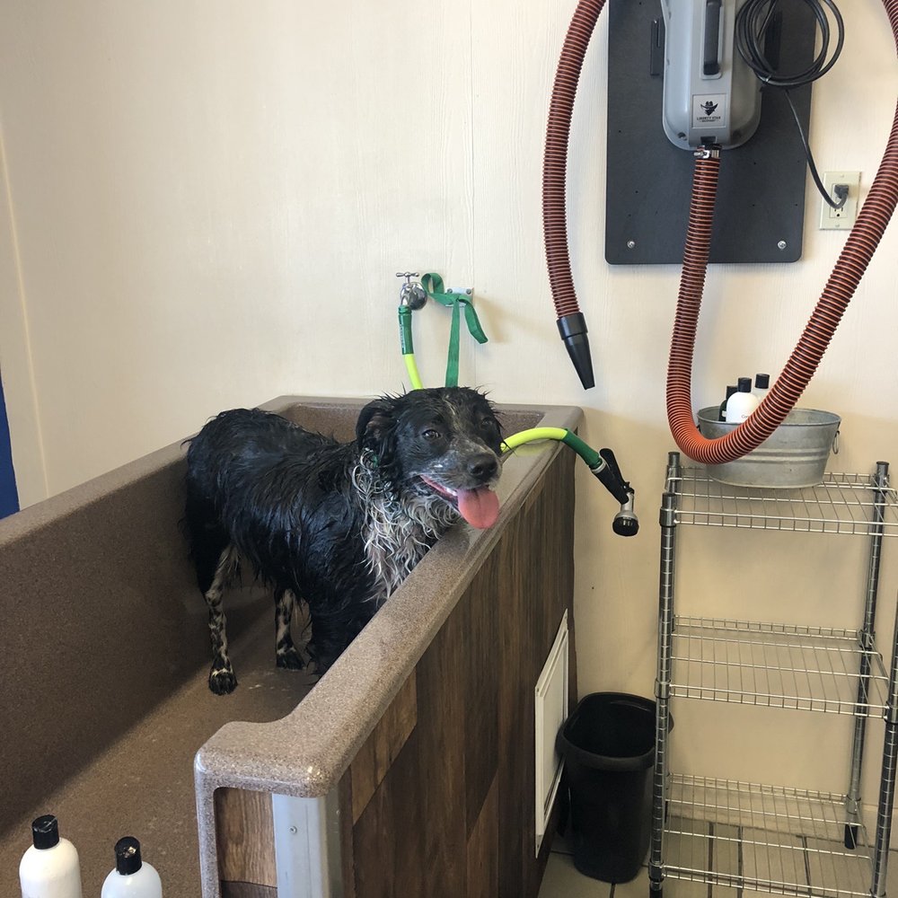 Happy K9 - Mollie being a good girl in the bath! - Pet Groomers Near Me - Fort Worth, Texas Happy K9 - Mollie being a good girl in the bath! - Pet Groomers Near Me - Fort Worth, Texas