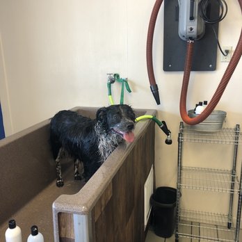Happy K9 - Mollie being a good girl in the bath! - Pet Groomers Near Me - Fort Worth, Texas Happy K9 - Mollie being a good girl in the bath! - Pet Groomers Near Me - Fort Worth, Texas