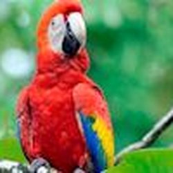 Out N About - Macaw Costa Rica