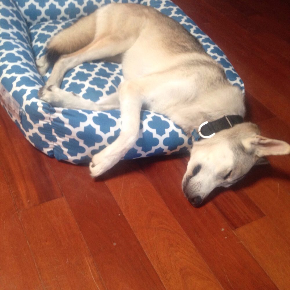 Petco - Snoozing in his new bed already - Pet Stores Near Me - Oceanside, California Petco - Snoozing in his new bed already - Pet Stores Near Me - Oceanside, California