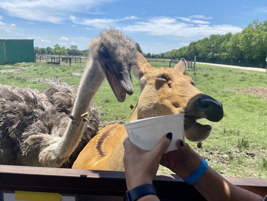 Bayou Wildlife Zoo by null