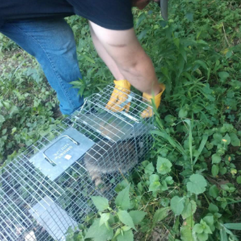 McClean Wildlife Removal - Wildlife Control Near Me McClean Wildlife Removal - Wildlife Control Near Me