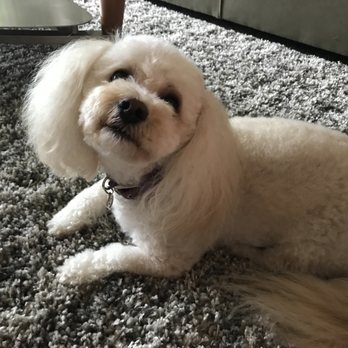 Cheryl's Canine Styling - This is how she always looks after seeing Cheryl in the past. - Pet Groomers Near Me - Milwaukie, Oregon