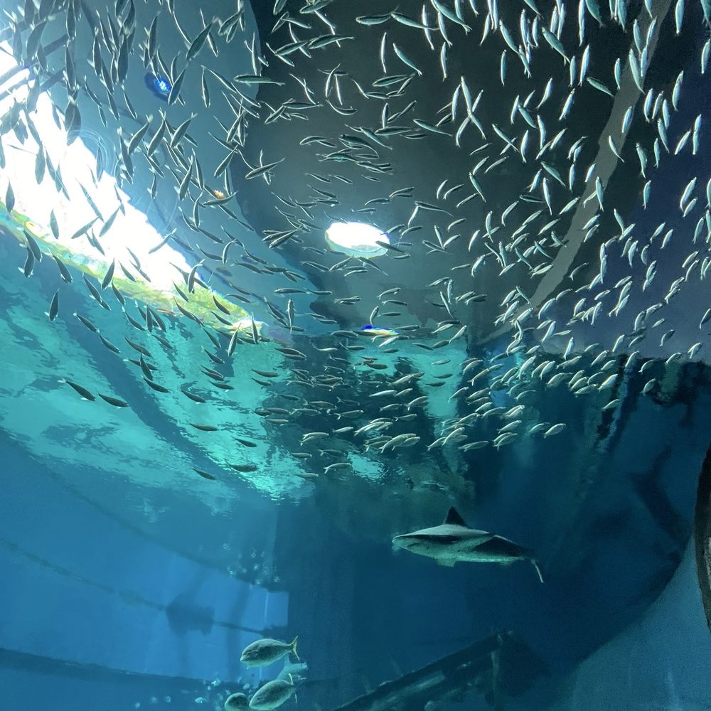 Texas State Aquarium - Aquariums Near Me - Corpus Christi, Texas Texas State Aquarium - Aquariums Near Me - Corpus Christi, Texas