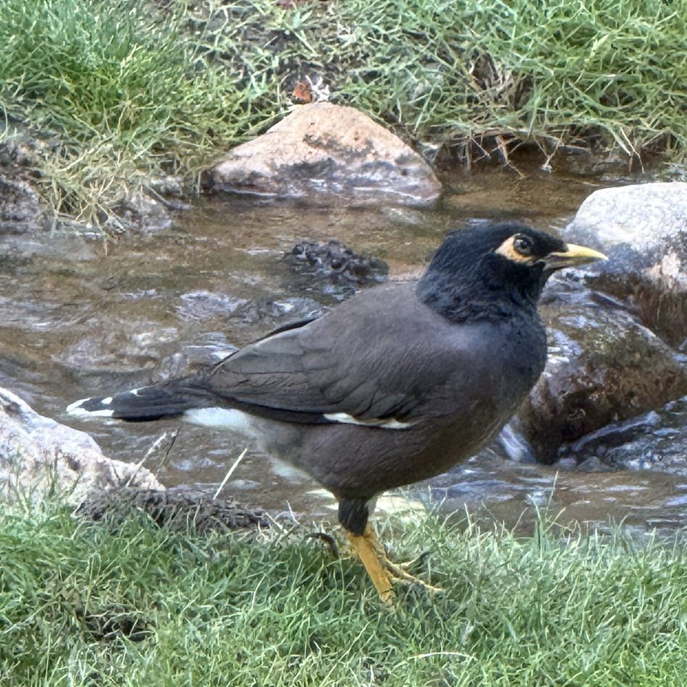 Keoki's Paradise - Myna bird by the stream - Seafood Near Me - Koloa, Hawaii Keoki's Paradise - Myna bird by the stream - Seafood Near Me - Koloa, Hawaii