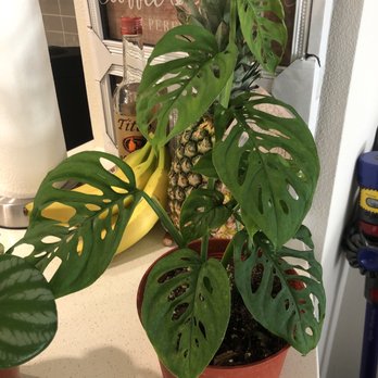 Fresh Indoor Plants - Indoor Landscaping Near Me - Ontario, California