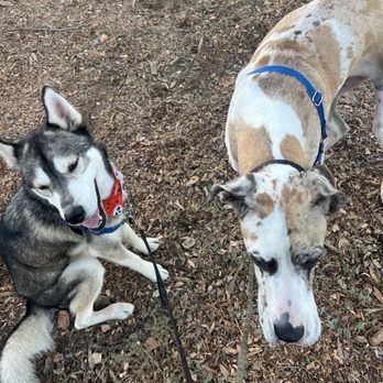 Dogs Trained Right - Waiting in the park for some instructions. - Pet Training Near Me