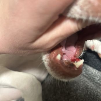 The Pet Brigade - Chipped tooth blood gums - Pet Groomers Near Me The Pet Brigade - Chipped tooth blood gums - Pet Groomers Near Me