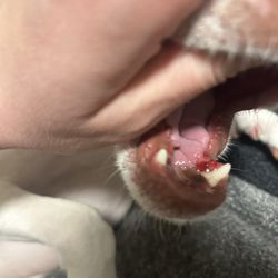 The Pet Brigade - Chipped tooth blood gums