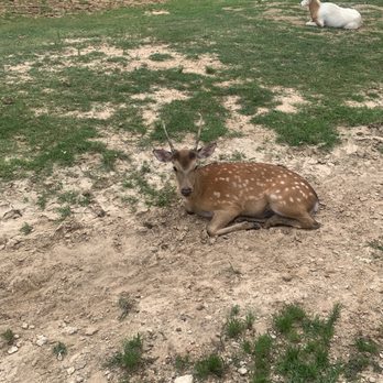 Aggieland Safari - Some just lay around and only eat what they can reach. - Zoos Near Me - Bryan, Texas