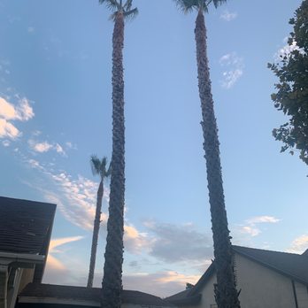 Pachecos tree service - Great work! - Tree Services Near Me Pachecos tree service - Great work! - Tree Services Near Me