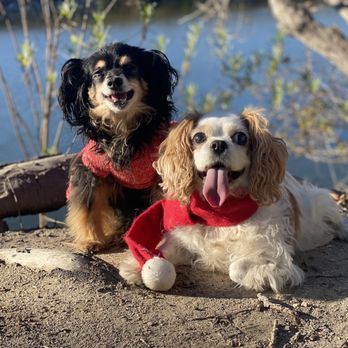 Robert E Woods, DVM, CVA - Veterinarians Near Me - Orange, California