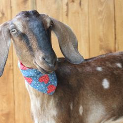 Barnhouse Farms