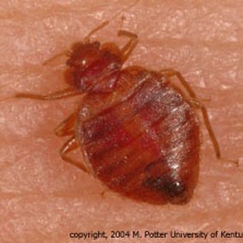 Vegas Bugs - Got Bed Bugs? We can help. They can take over your bed, your home, and even your life. Most jobs $450-600. - Pest Control Near Me - North Las Vegas, Nevada