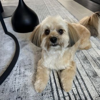 Happy Spa Dogs - Pet Groomers Near Me - Vista, California Happy Spa Dogs - Pet Groomers Near Me - Vista, California