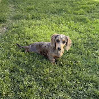 Bradley’s Doxies - Pet Breeders Near Me Bradley’s Doxies - Pet Breeders Near Me