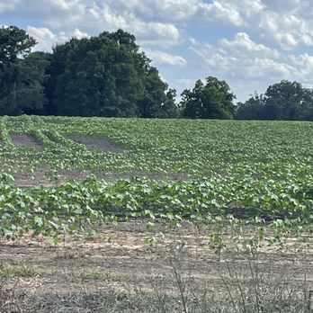 Beans and Greens - Out in the country - American Near Me - Gadsden, Alabama Beans and Greens - Out in the country - American Near Me - Gadsden, Alabama