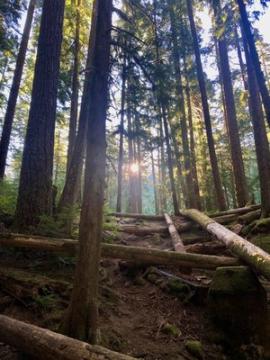 Ohanapecosh Campground by null