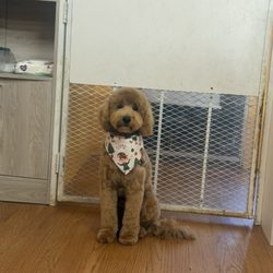 Pet Time Spa