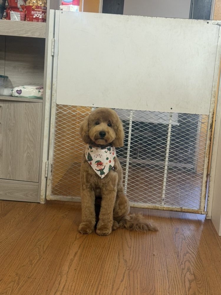 Pet Time Spa - pet boarding facility in San Francisco, CA