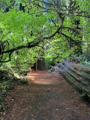 Jedediah Smith Redwoods State Park by null