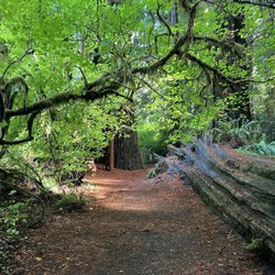 Jedediah Smith Redwoods State Park