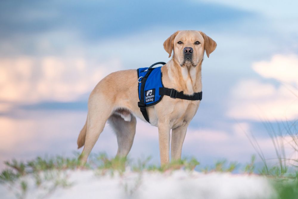 Dogs Image