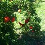 Photo of Oasis Valley Orchard