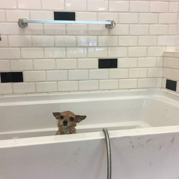 Clip-It-Up - Pet Groomers Near Me - Williamsburg, Virginia Clip-It-Up - Pet Groomers Near Me - Williamsburg, Virginia