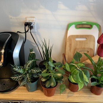 Brooklyn Plantology By Lapide - One recent trip - Nurseries & Gardening Near Me - Brooklyn, New York