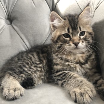 Polydactyl Longhaired Female Pixiebob Kitten Yelp
