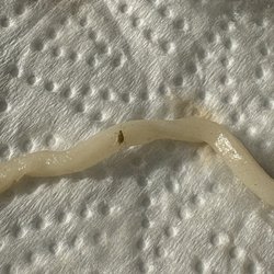 This is weevils found in the soup with ramen noodles.