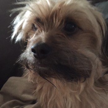 4 Paws Inn - Before grooming at 4pawsinn - Pet Training Near Me - Roselle, New Jersey
