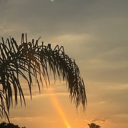 Mojo's Tacos - Sunset