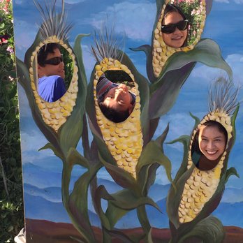 The Flower Fields - Silly kernels of children - Venues & Event Spaces Near Me - Carlsbad, California The Flower Fields - Silly kernels of children - Venues & Event Spaces Near Me - Carlsbad, California
