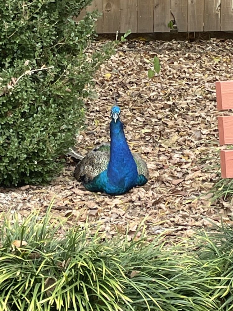 Kyrsten's Pet & Childcare - childcare center in Appling, GA