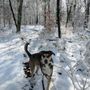 Photo of Patriot Pup Dog Walking