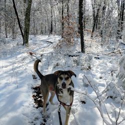 Patriot Pup Dog Walking - Beautiful snowy day walk