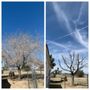 Photo of A1 Tree Services