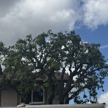 Right Way Tree Service - After! - Tree Services Near Me - North Hollywood, California