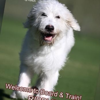 Houston Dog Ranch - Pet Training Near Me - Houston, Texas Houston Dog Ranch - Pet Training Near Me - Houston, Texas