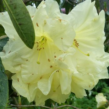Hendricks Park - Parks Near Me - Eugene, Oregon