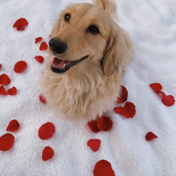 Evergreen Dog Training - Bailey now happy and listens to us for pictures - Pet Training Near Me Evergreen Dog Training - Bailey now happy and listens to us for pictures - Pet Training Near Me
