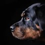 Photo of American Canine Coach