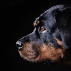 American Canine Coach - We love training large breed dogs.