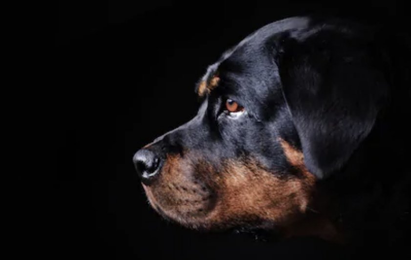 American Canine Coach Image