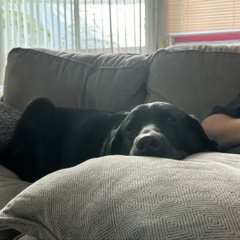 Grid Iron Grooming - Harley nice and relaxed after getting groomed! - Pet Groomers Near Me - Los Angeles, California